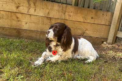 Brambles Bromeswell doggies on holiday - Poppy