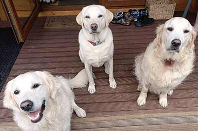 Brambles Bromeswell doggies on holiday - Willow, Teddy, Cleo